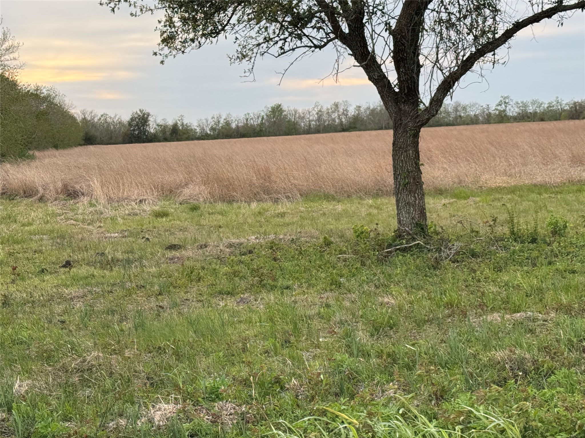 0 County Road 46 Angleton, TX 77515 - Photo 10 of 14