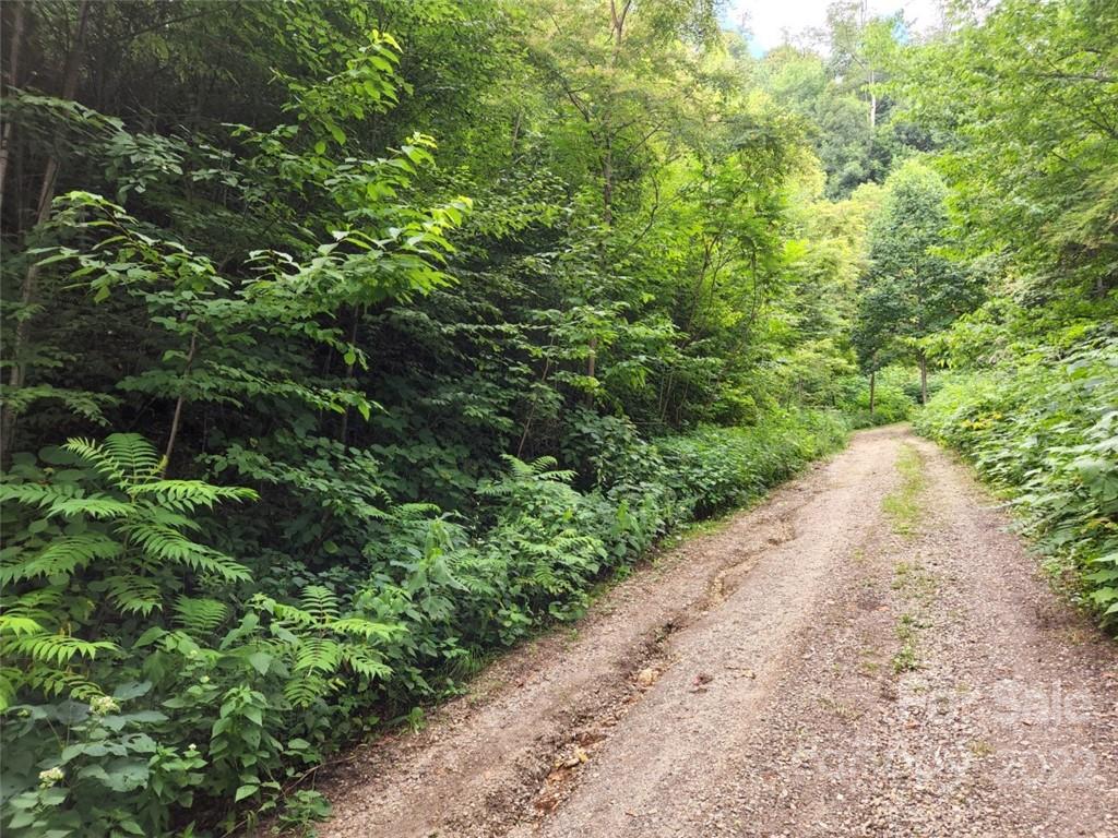 0 Elevation Place, Unit 133 Maggie Valley, NC 28751 - Photo 2 of 3 a view of a garden with plants