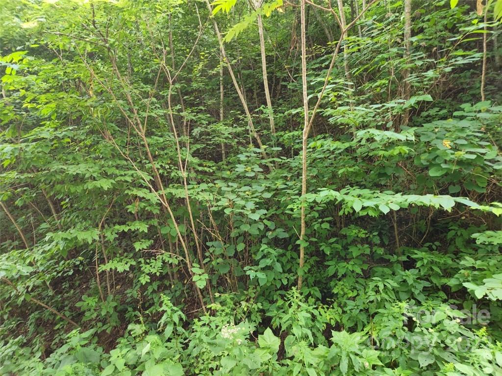 0 Elevation Place, Unit 133 Maggie Valley, NC 28751 - Photo 3 of 3 a close up of a plant in a garden