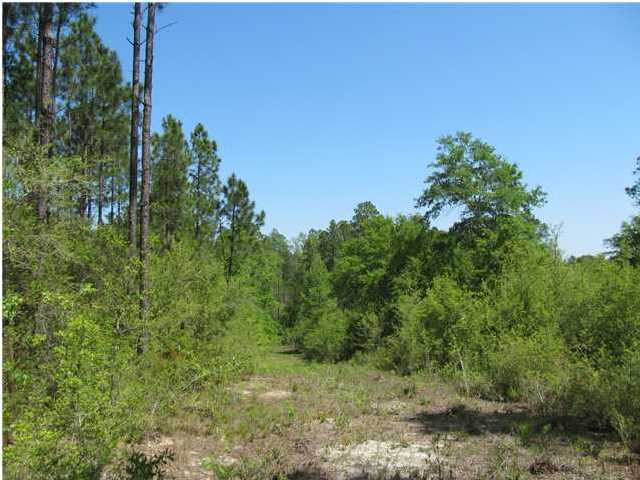 92-ac Punch Bowl Road DeFuniak Springs, FL 32433 - Photo 2 of 8 a view of a forest with a tree in the background