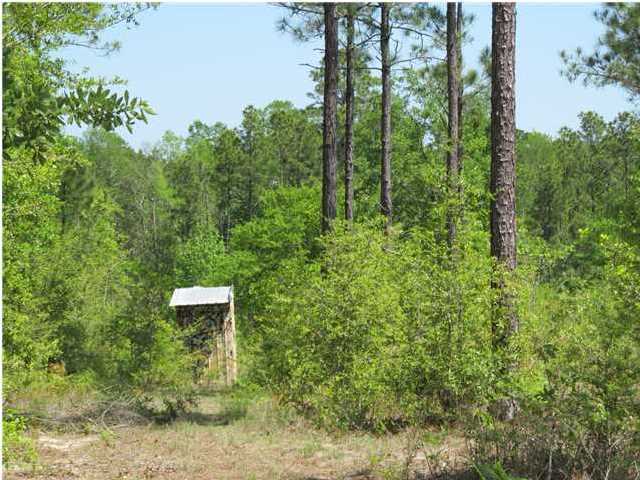 92-ac Punch Bowl Road DeFuniak Springs, FL 32433 - Photo 6 of 8 a view of a trees in a forest