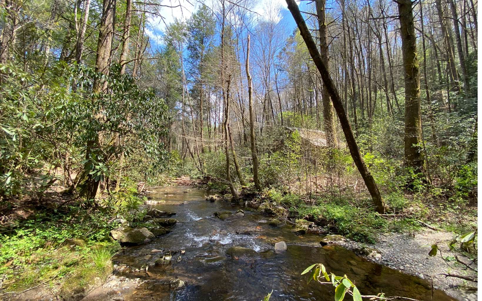 a view of a yard with plants and trees