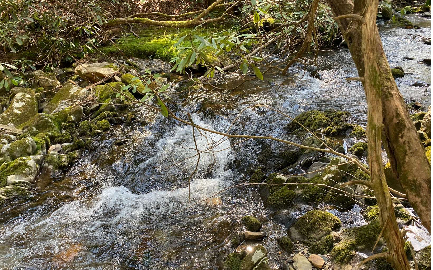 5-ac 5-ac Jacks River Road Epworth, GA 30541 - Photo 2 of 4 a view of a tree