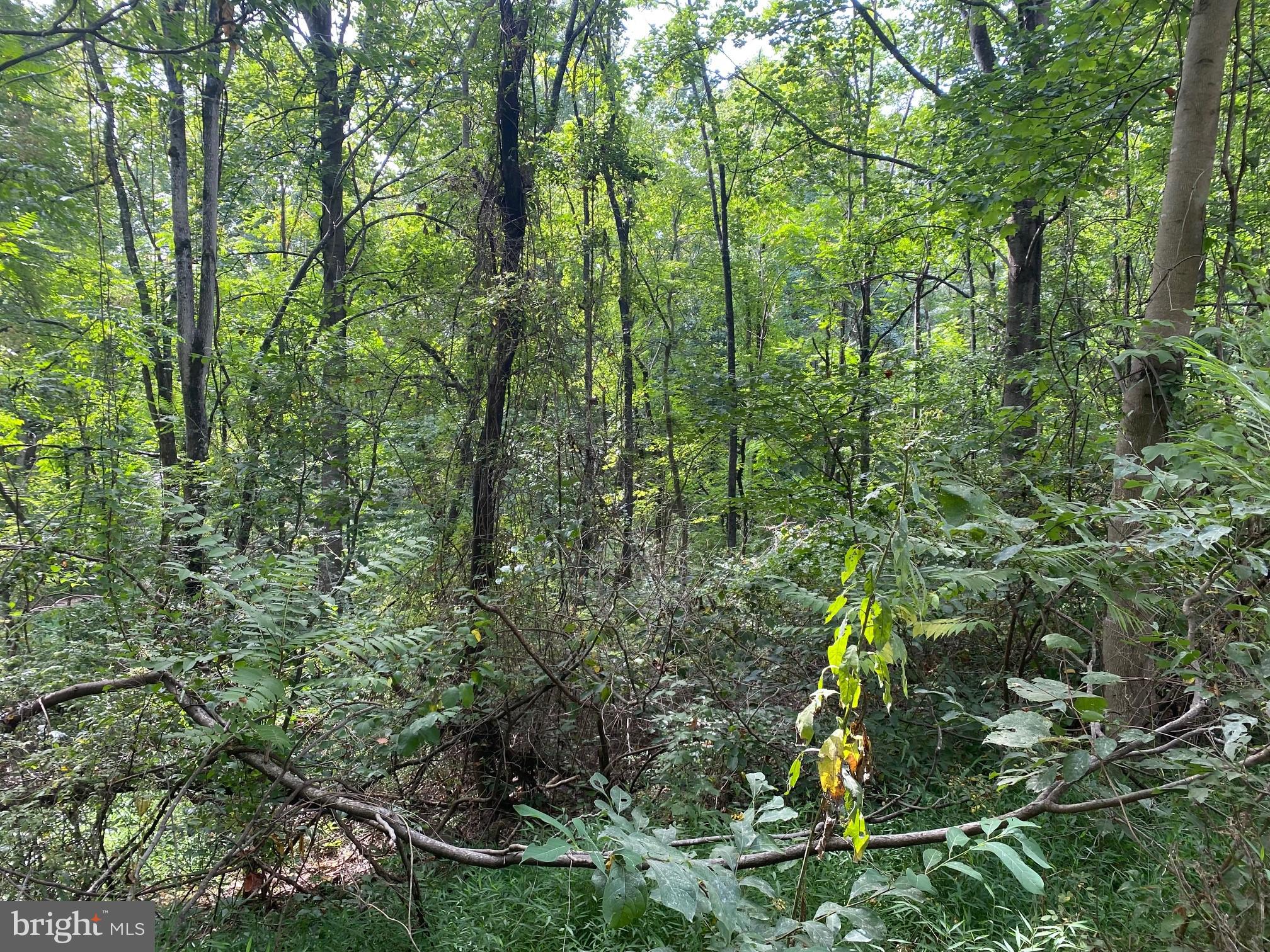 Tbd Jackson Lane Boston, VA 22713 - Photo 3 of 32