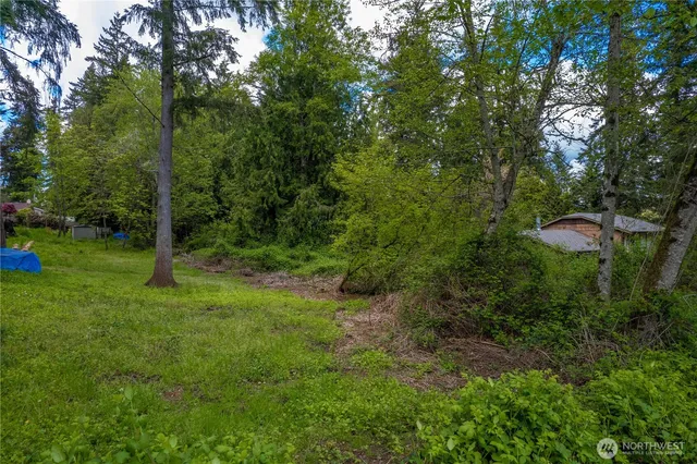a view of a forest with a trees