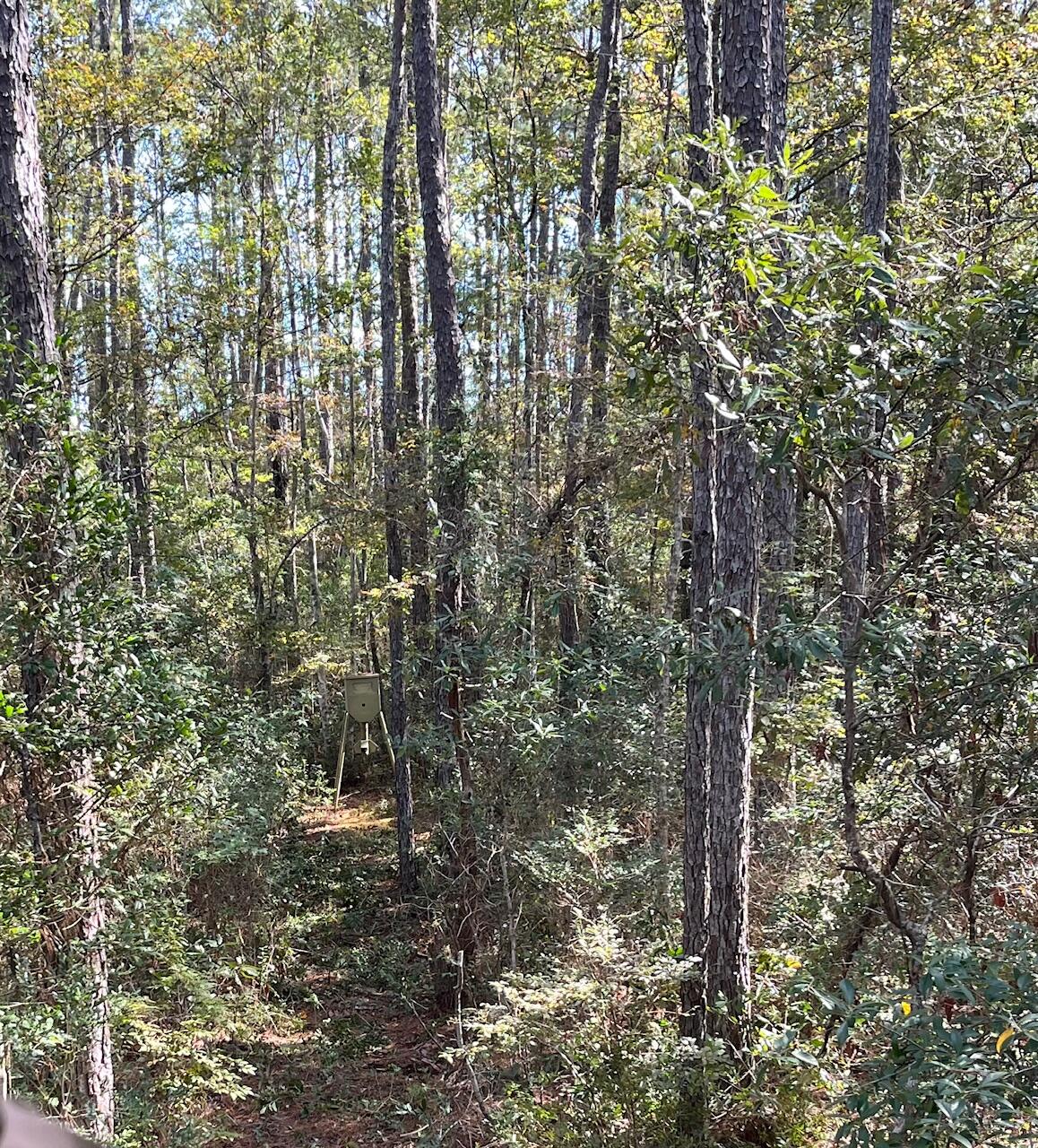 9168 Old Georgetown Road McClellanville, SC 29458 - Photo 41 of 45 image5