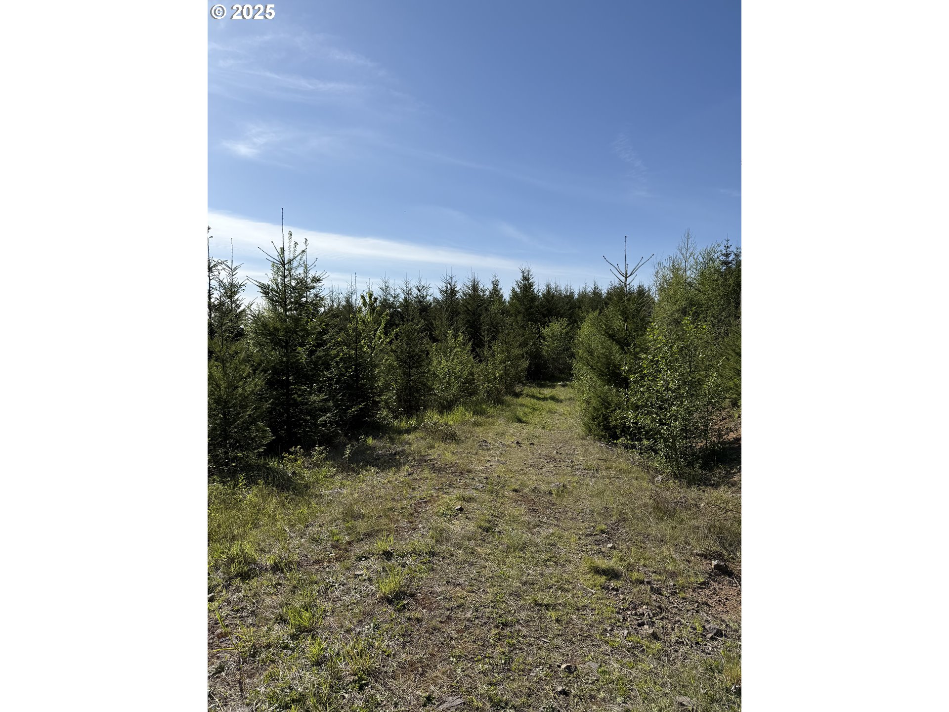 Southeast Clausen Road Estacada, OR 97023 - Photo 13 of 14 a view of a yard with a tree