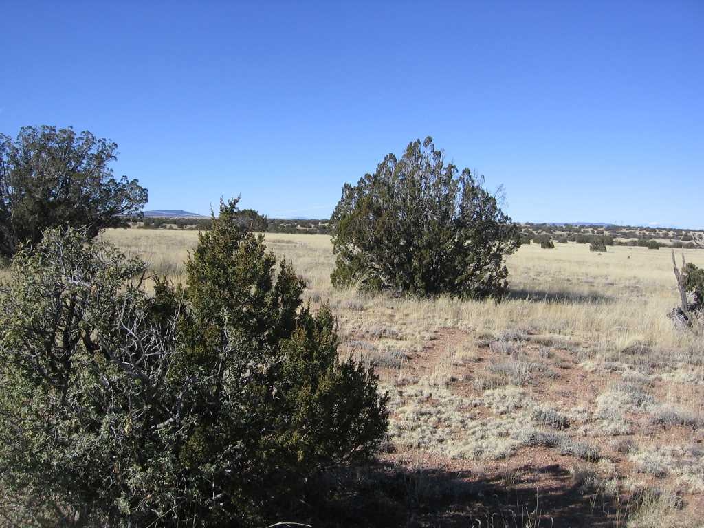 Lot 121 Chevelon Canyon Ranch Heber, AZ 85928 - Photo 12 of 14