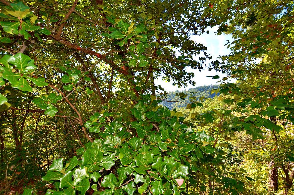 2084 Bluff Mountain Road Sevierville, TN 37876 - Photo 3 of 10 C