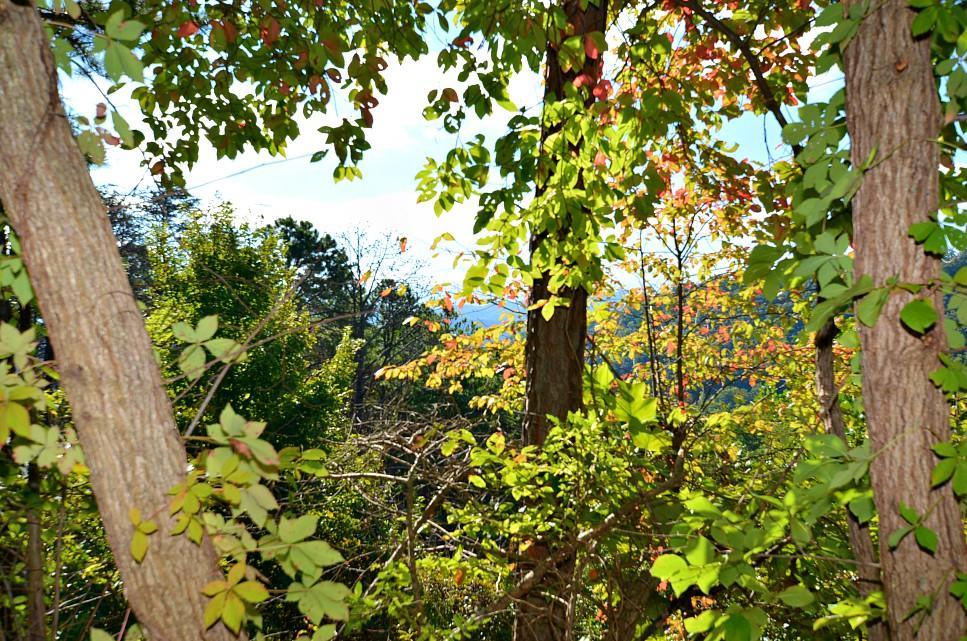 2084 Bluff Mountain Road Sevierville, TN 37876 - Photo 10 of 10 J