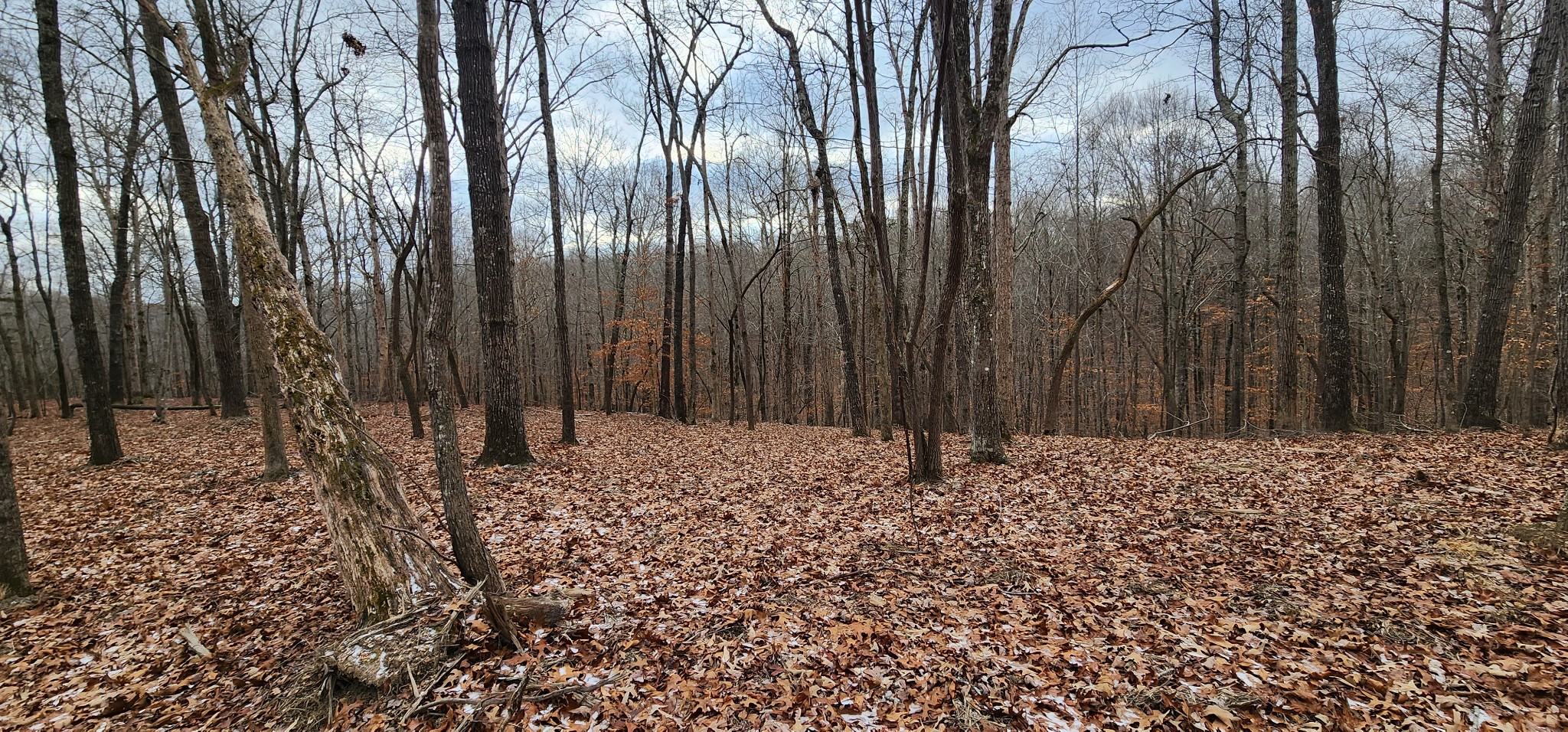 0 Macgregor Place Sparta, TN 38583 - Photo 3 of 9 a big yard with lots of green space