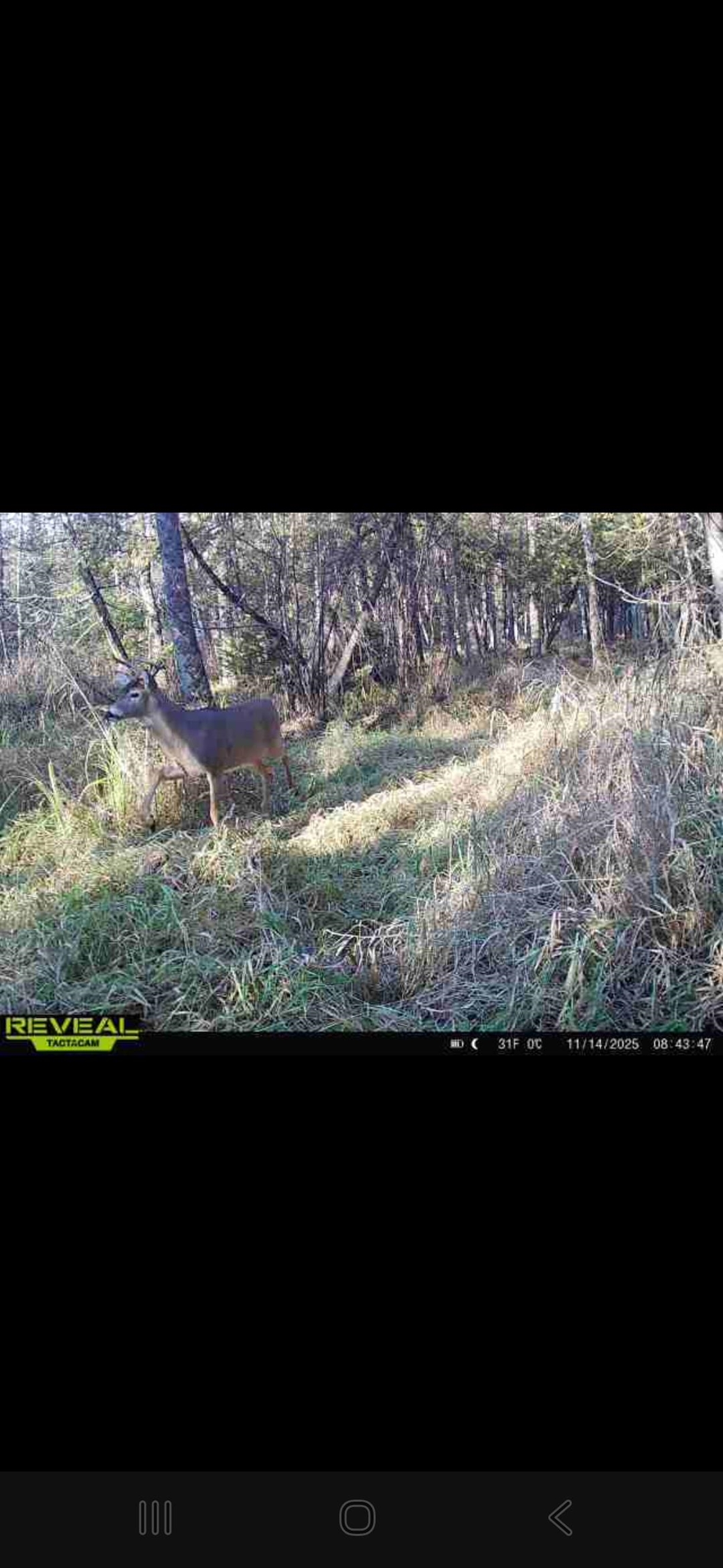 Aderman Lane Daggett, MI 49821 - Photo 4 of 7