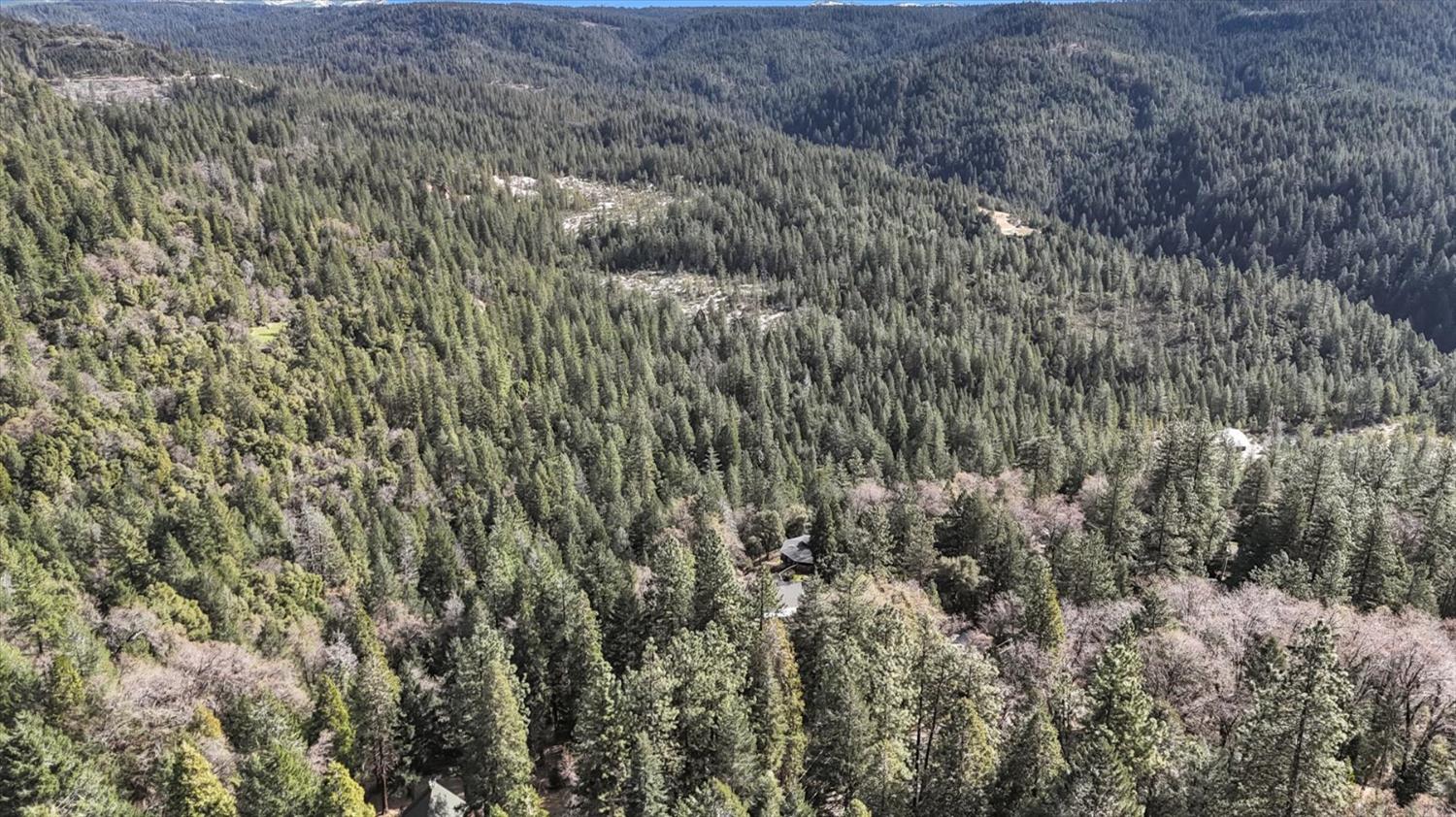 17028 Banner Quaker Hill Road Nevada City, CA 95959 - Photo 60 of 79 a view of a forest with a dry yard