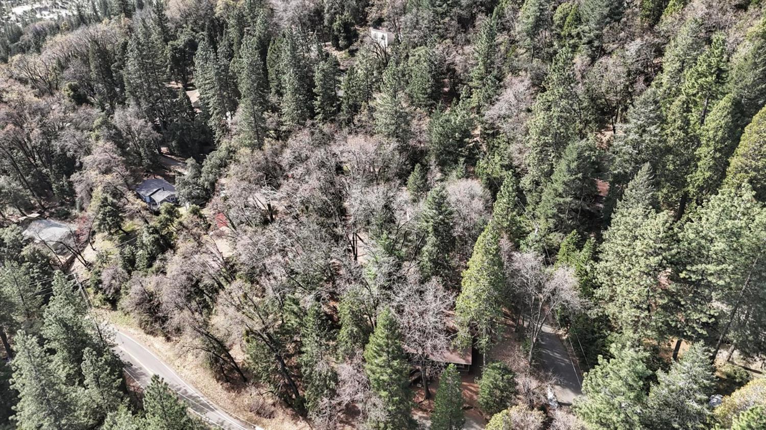 17028 Banner Quaker Hill Road Nevada City, CA 95959 - Photo 64 of 79 a view of a forest with a tree