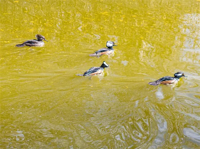 $899,000 | 10720 Northwest 53rd Terrace, Gainesville, FL 32653