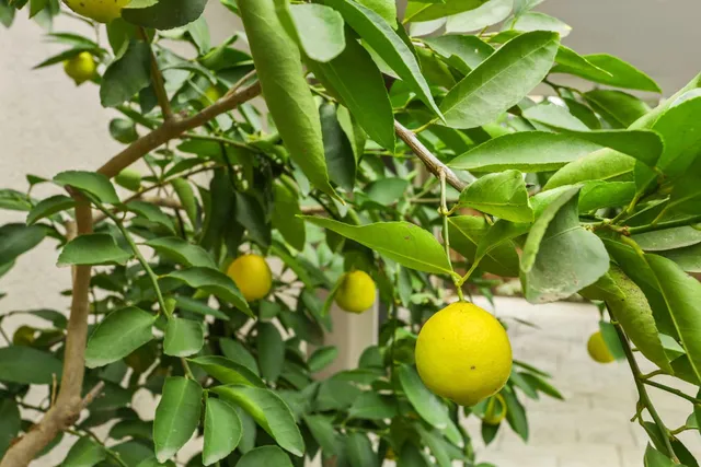 $769,000 | 4305 Lourmarin Lane, Modesto, CA 95356