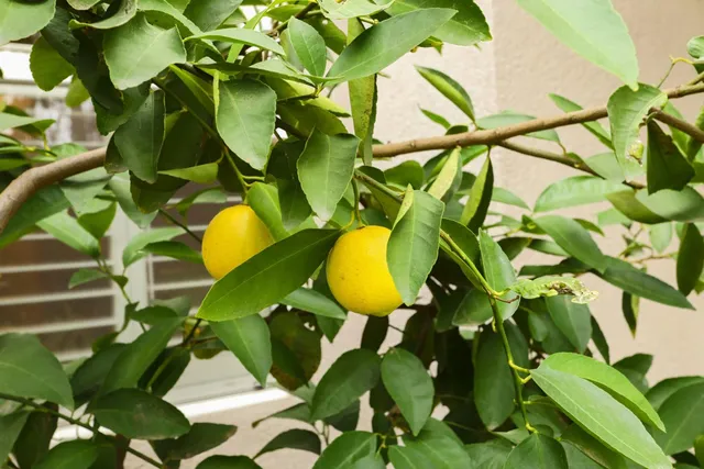 $769,000 | 4305 Lourmarin Lane, Modesto, CA 95356