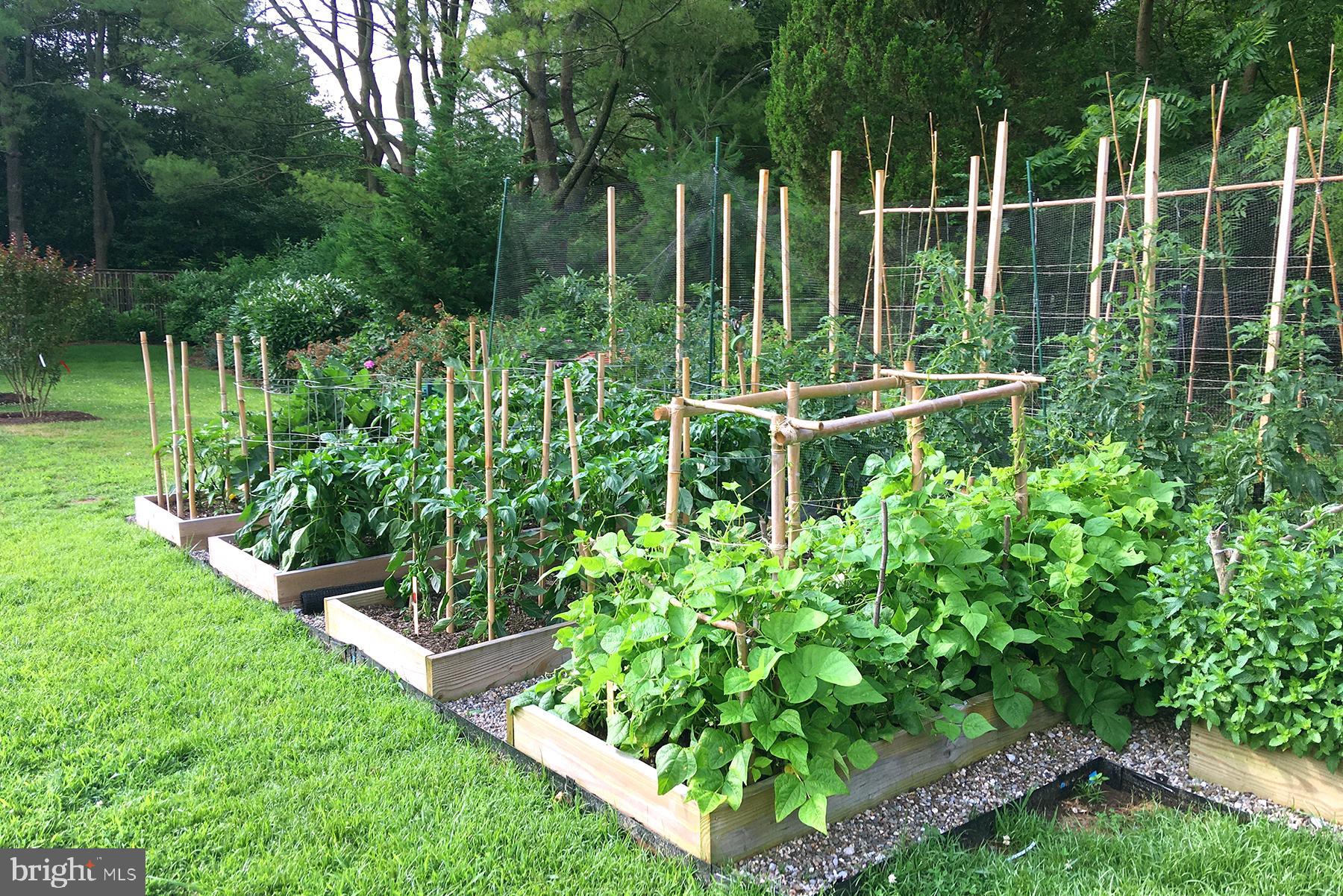 3333 Harness Creek Road Annapolis, MD 21403 - Photo 65 of 75 Green thumbs apply here