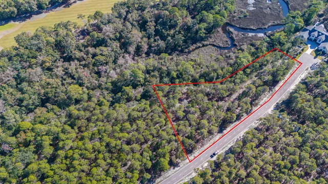 a close up of a tree