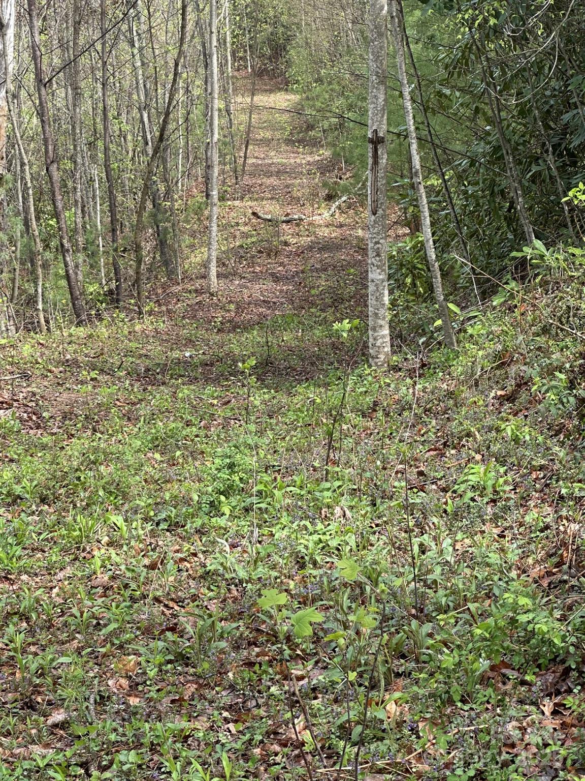 0 Dodgen Ridge Road Tuckasegee, NC 28783 - Photo 6 of 18 a plant is in the middle of a forest