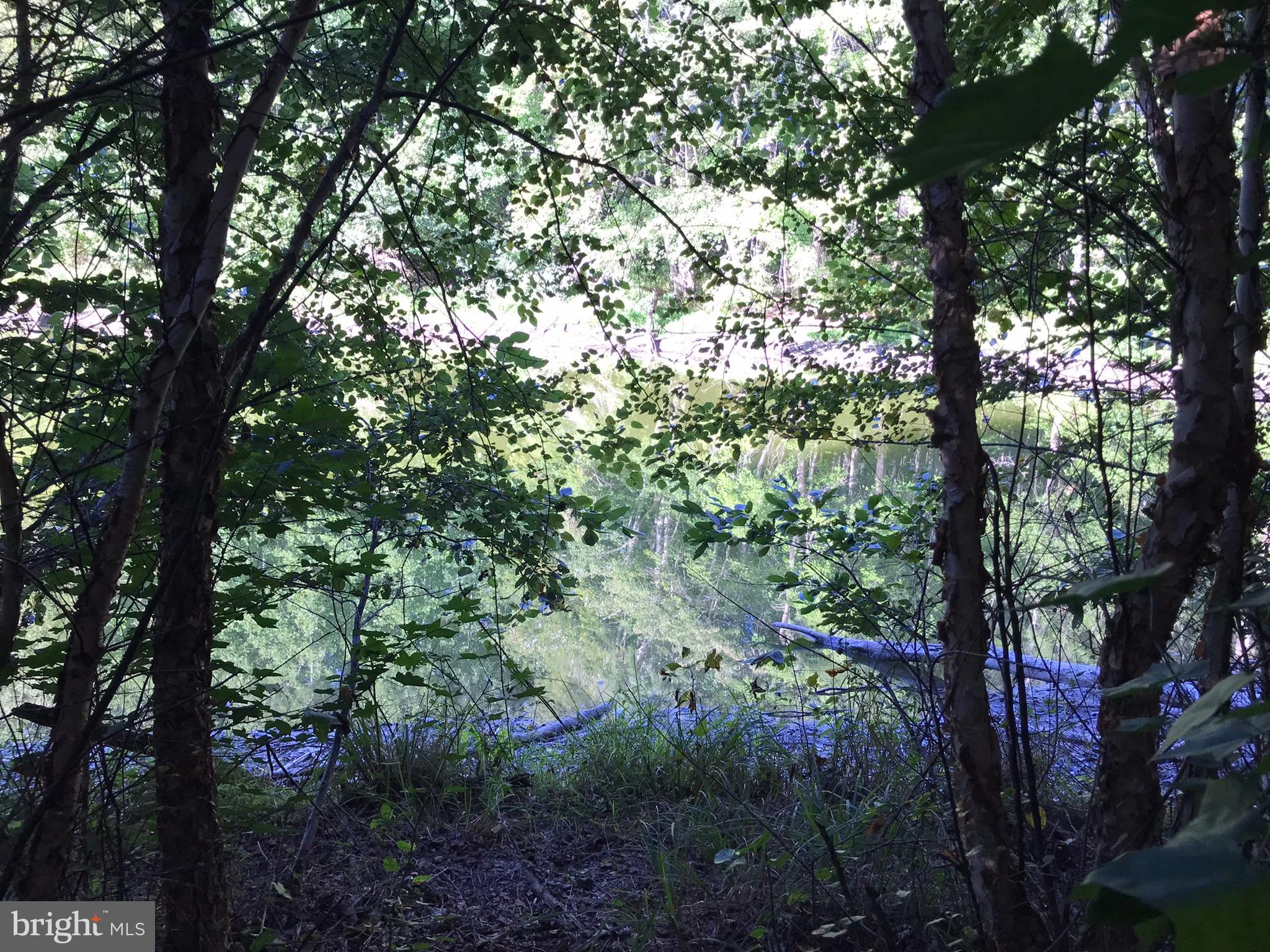 Tbd Riceville Road, Unit LOT 1 Java, VA 24565 - Photo 4 of 33