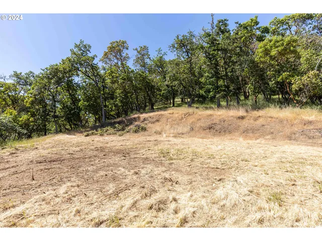 a view of a yard with plants and large trees