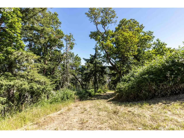 a black and white photo of a forest
