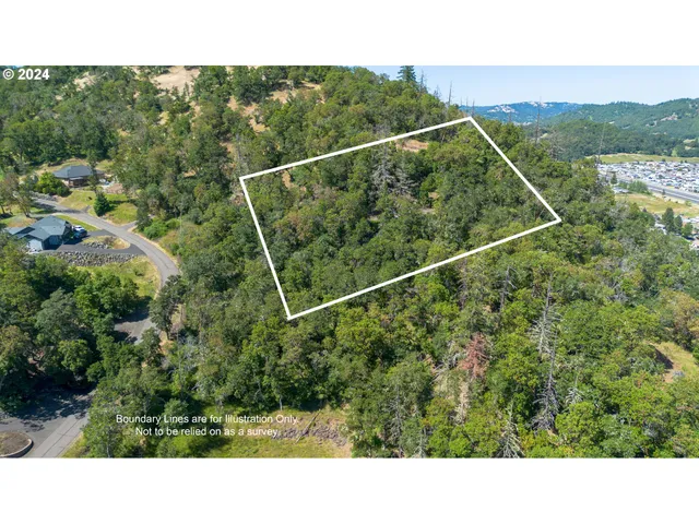 a black and white photo of a forest