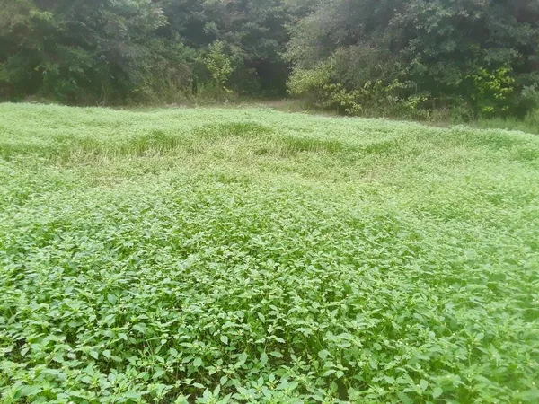a view of outdoor space with a field and trees