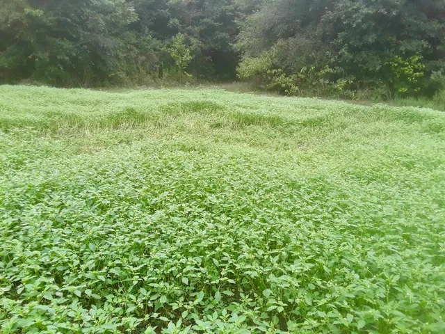 a view of outdoor space with a field and trees