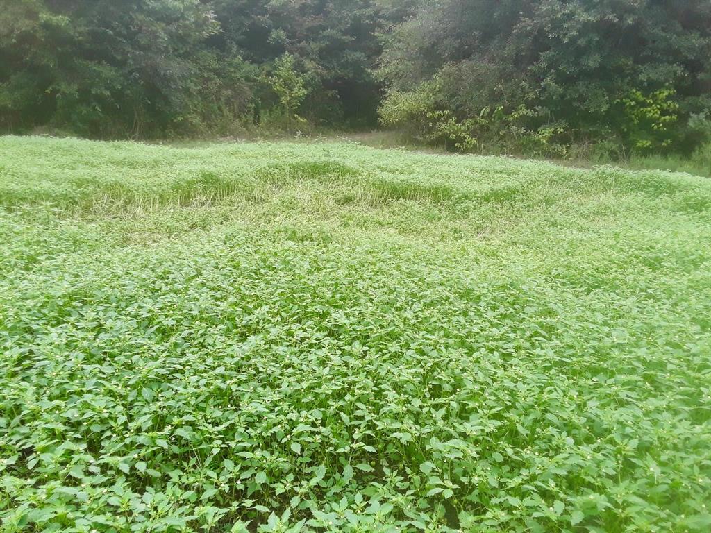 Tbd Shawnee Avery, TX 75554 - Photo 5 of 10 a view of outdoor space with a field and trees