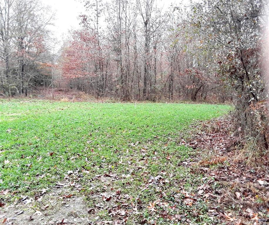 Tbd Shawnee Avery, TX 75554 - Photo 6 of 10 a view of a yard with a trees
