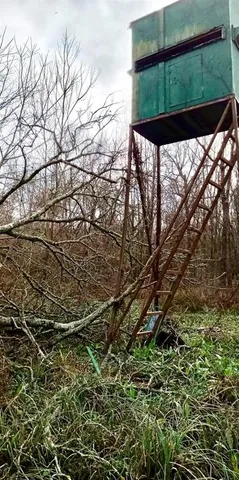 a close up of a tree