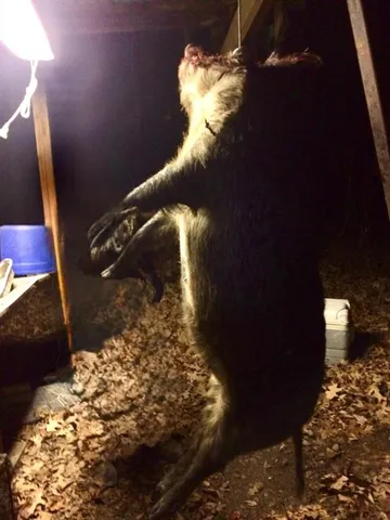 a big yard with lots of bushes