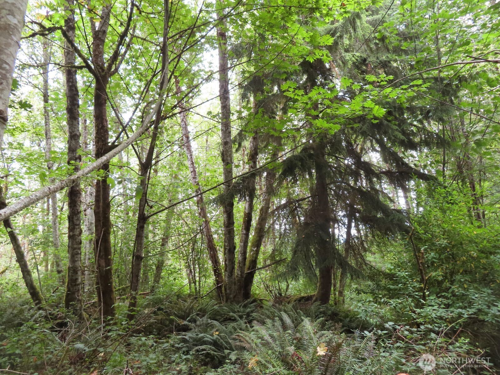 -xxx Del Ray Road Mossyrock, WA 98564 - Photo 15 of 25
