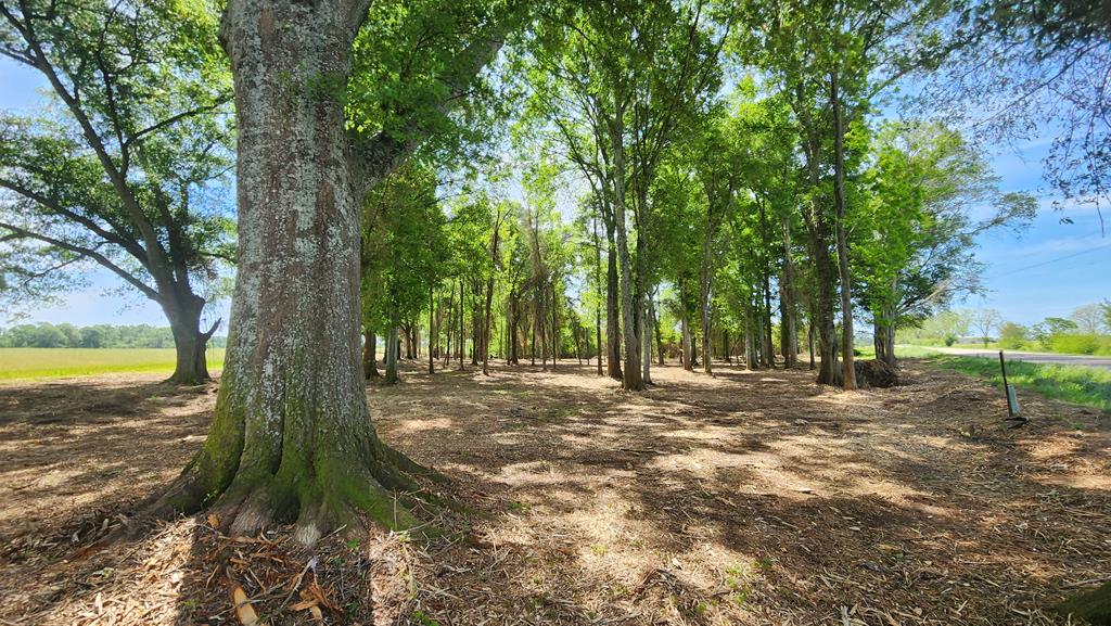 92 County Road 92 Slocomb, AL 36375 - Photo 8 of 58