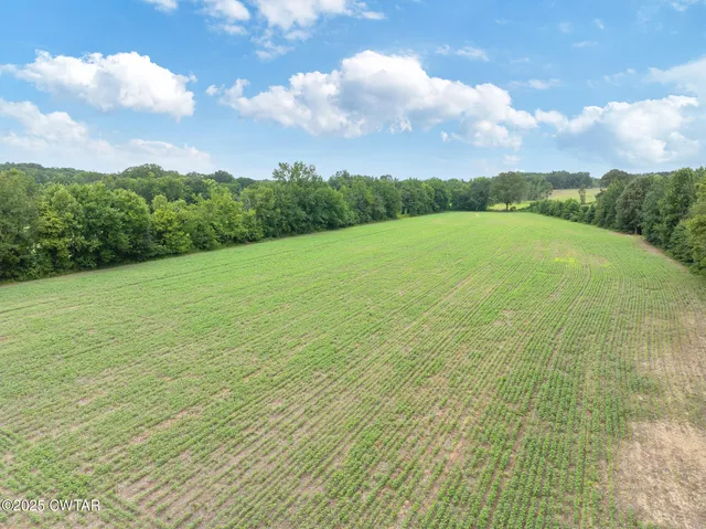 a view of field with tall trees