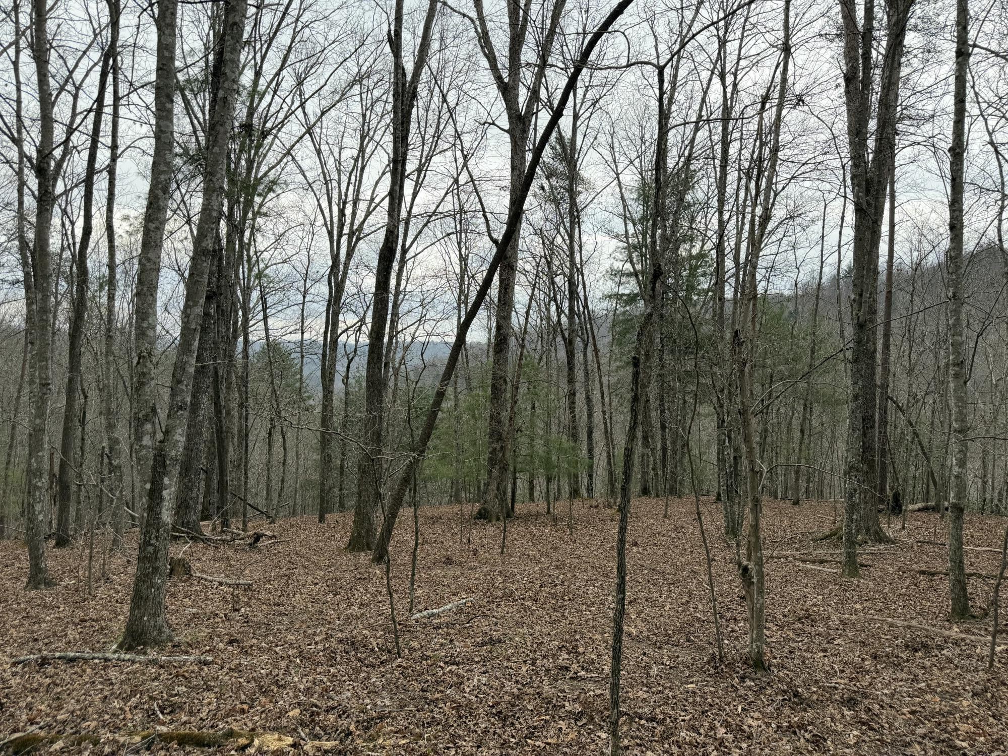 899 Morning Glory Road Oneida, TN 37841 - Photo 18 of 27