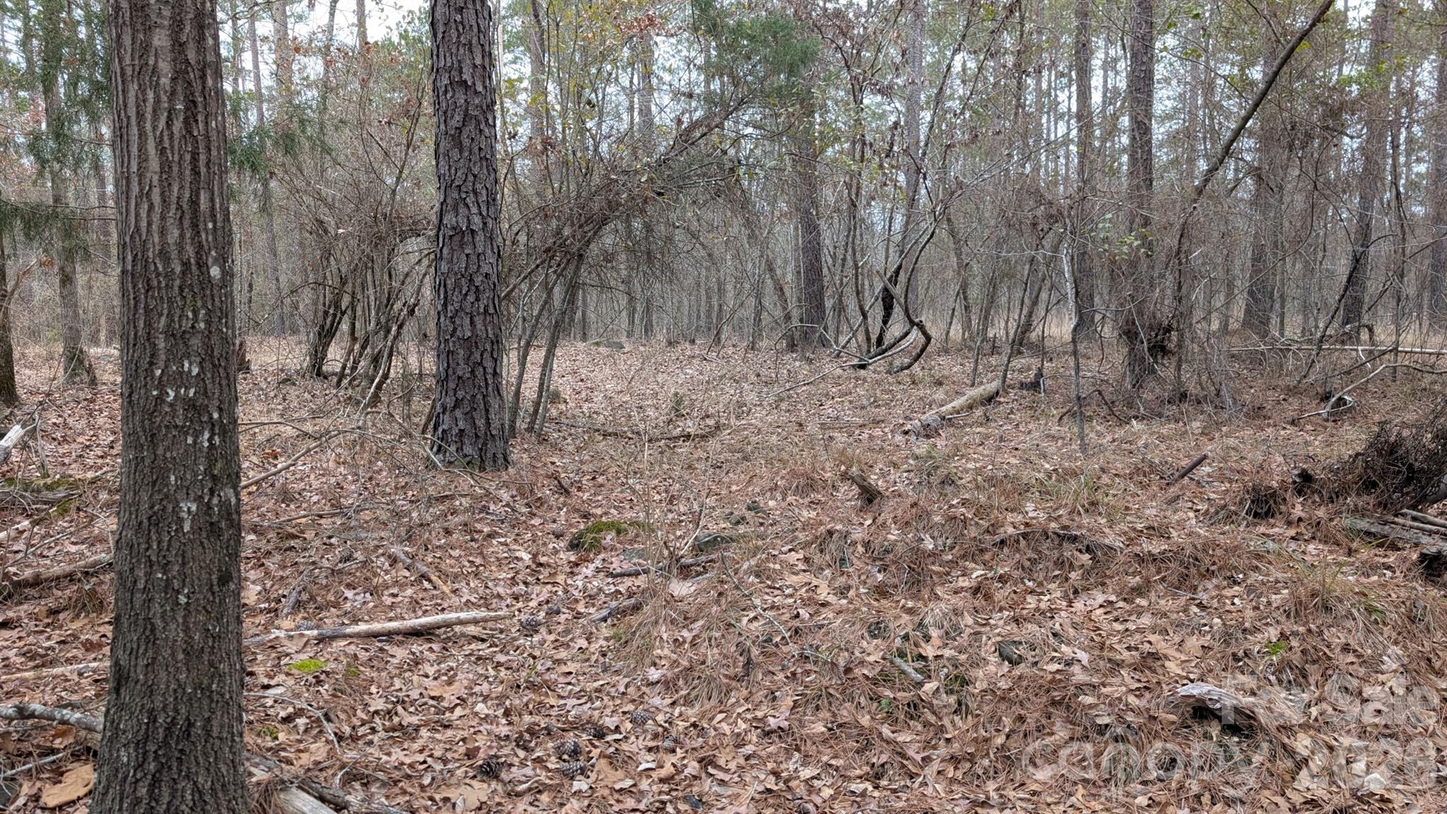 Tbd Retreat Way, Unit 3 Ridgeway, SC 29130 - Photo 12 of 22 a view of a forest with trees