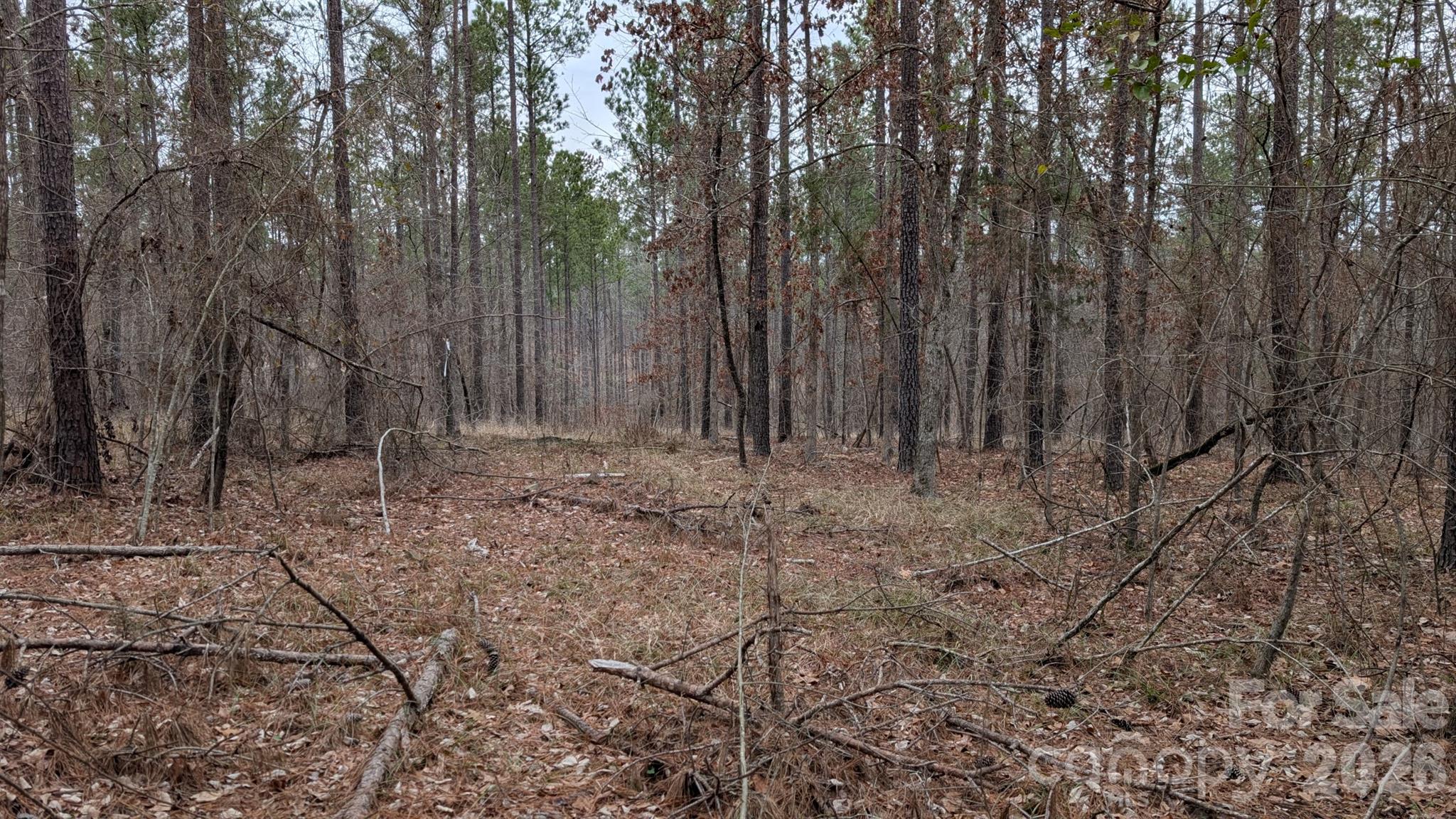 Tbd Retreat Way, Unit 3 Ridgeway, SC 29130 - Photo 15 of 22 a view of backyard with tree