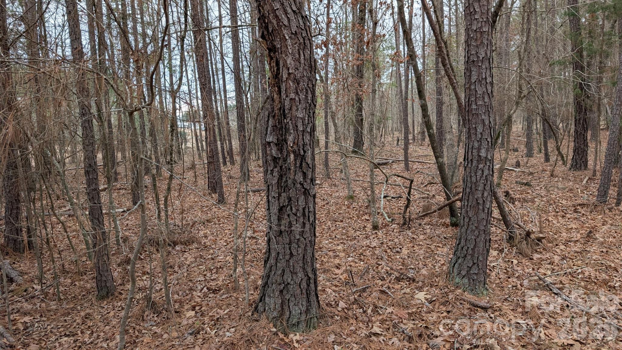 Tbd Retreat Way, Unit 3 Ridgeway, SC 29130 - Photo 16 of 22 a view of a yard with lots of trees