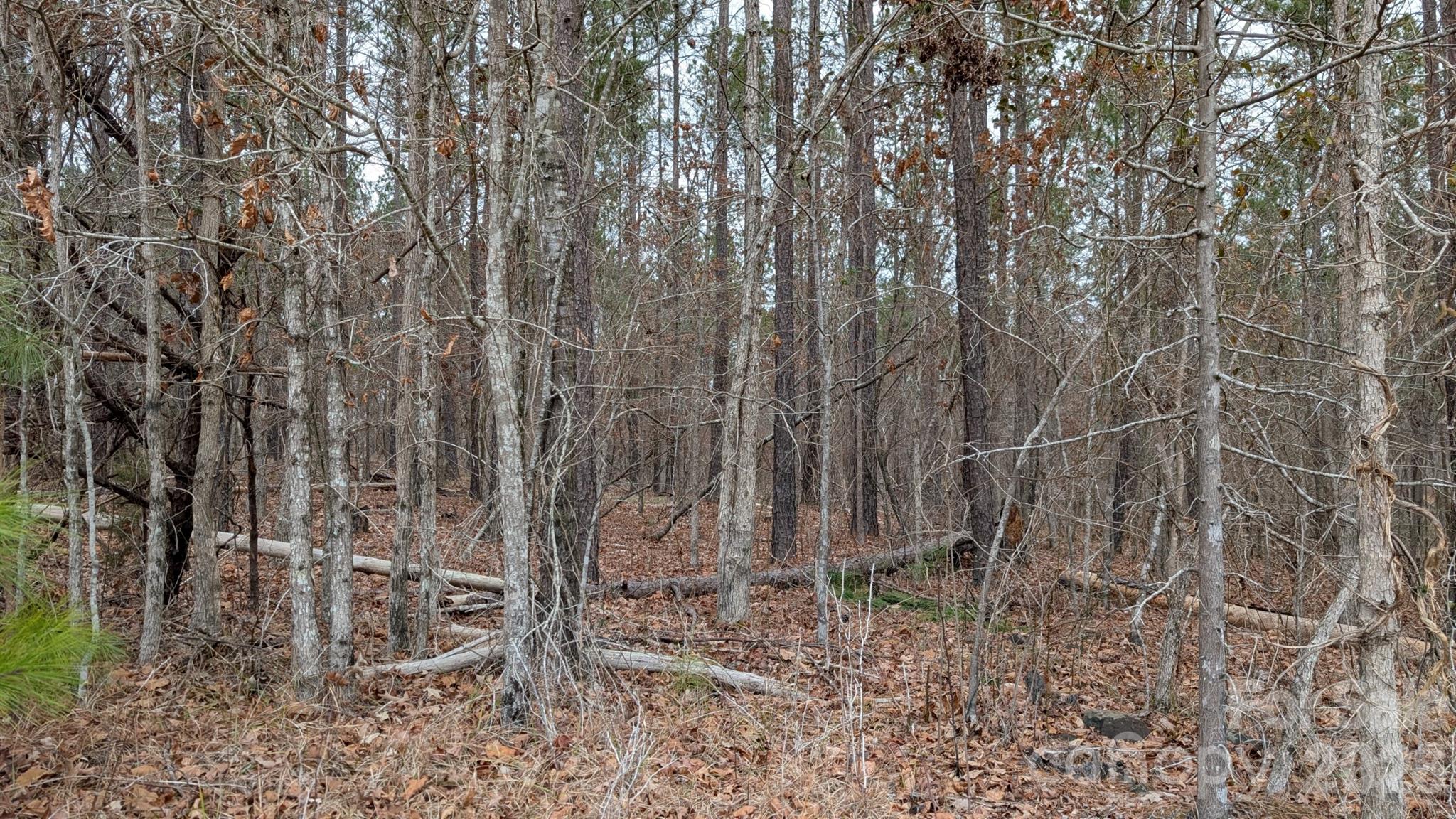 Tbd Retreat Way, Unit 3 Ridgeway, SC 29130 - Photo 19 of 22 a view of a yard with lots of bushes