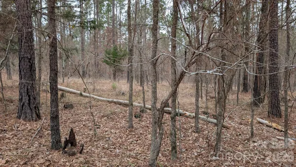 a view of a forest