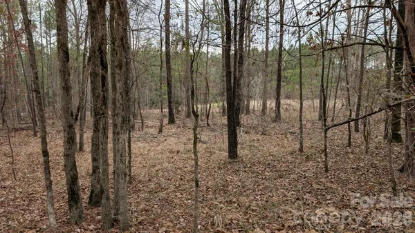 a view of a forest
