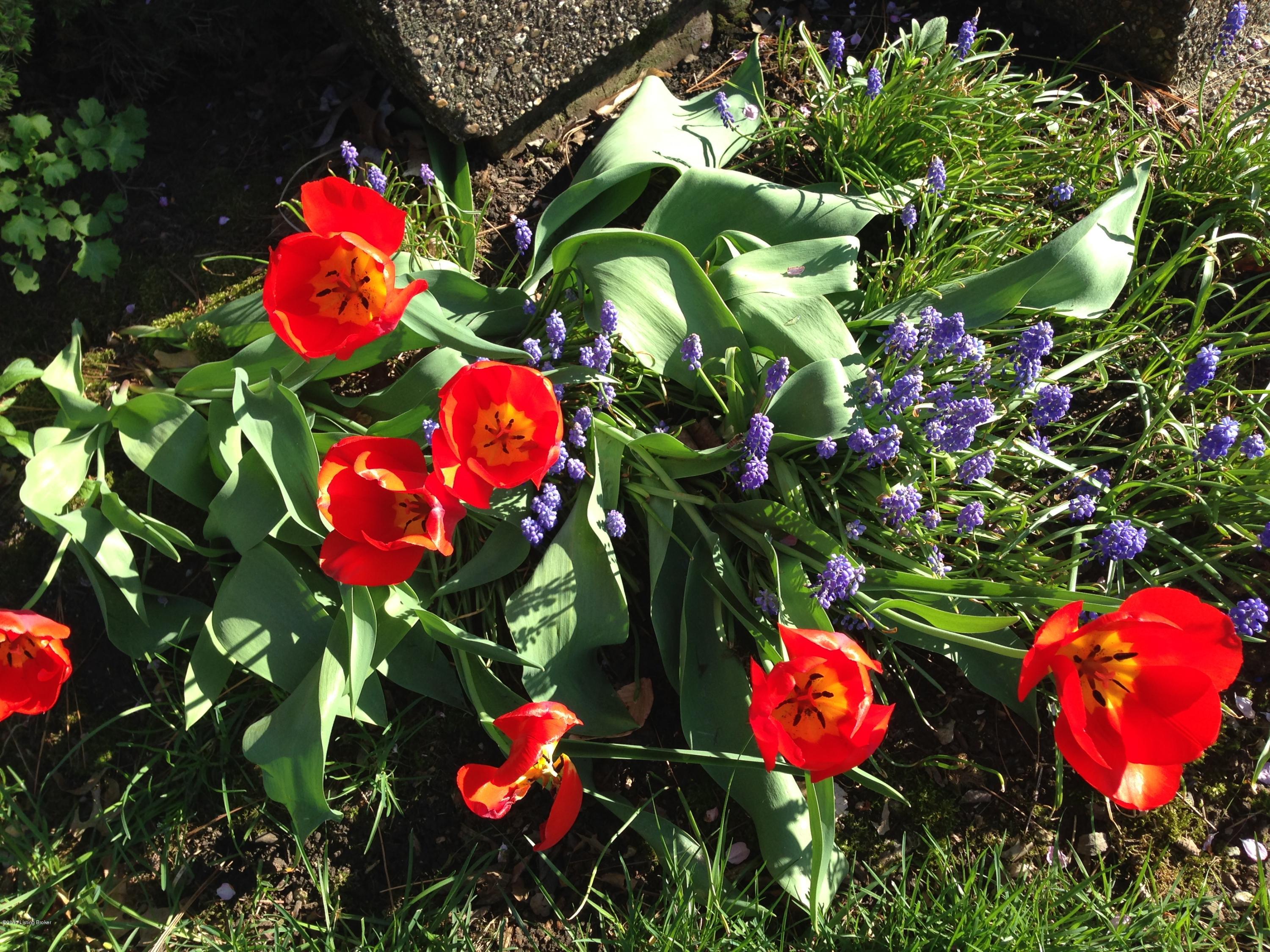 10506 Edgewater Road Louisville, KY 40223 - Photo 21 of 21 edgewater flowers.JPG