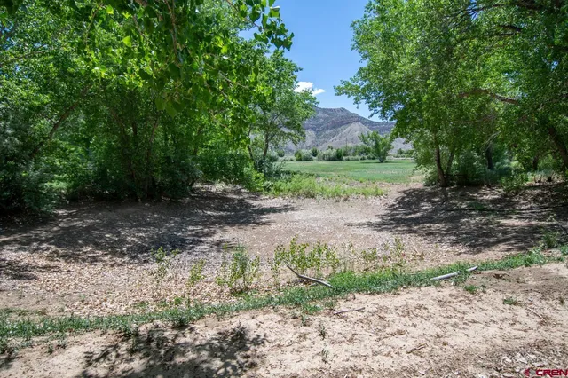 a view of a yard with plants and trees