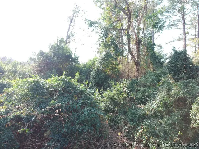 a view of a forest with lots of trees