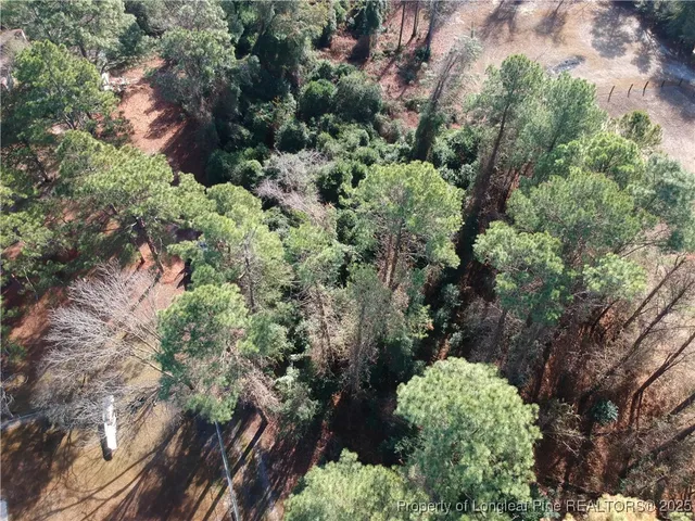 a view of a forest with a tree