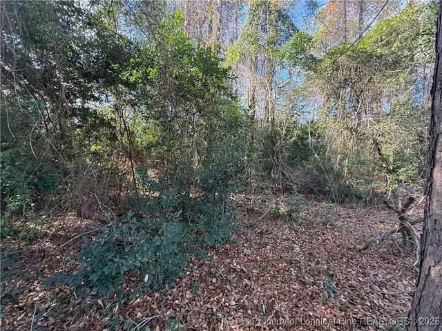 a view of a forest with trees in the background