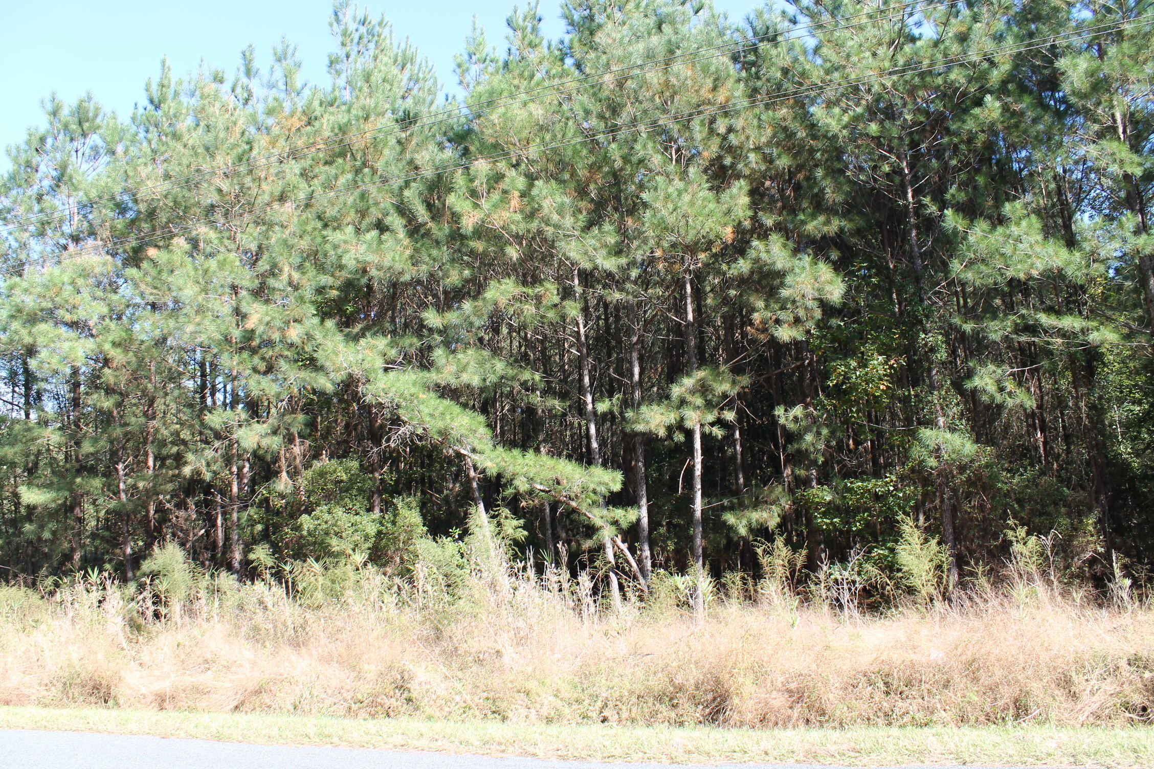 0 Rum Gully Road Islandton, SC 29929 - Photo 3 of 7 IMG_8282